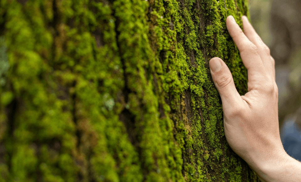Imagen - Mano tocando un árbol